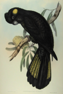 John Gould's Birds of Australia